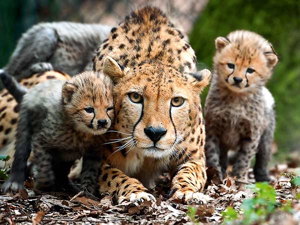 Burgers´ Zoo Arnheim – Der besondere! Allwetterzoo Image