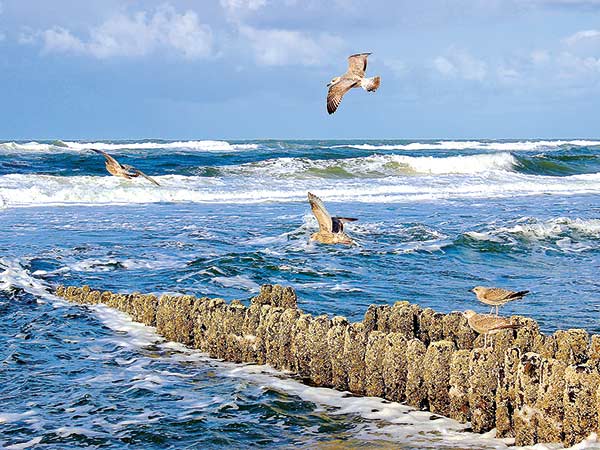 Highlights der Nordseeküste – Husum, Eiderstedt, Hallig Hooge und Sylt Image